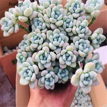 

Ngryise 1Pcs A Set Sedum clavatum cluster