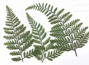 

Fern Leaf Real Pressed Flowers , Dried Green Flowers For Christmas Card Gifts 100Pcs