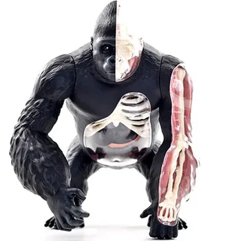 

Statue Toys Anatomy Animal Silverback Ape Decomposition Organ Art statue PVC Action Figure Collection Model Toy B76