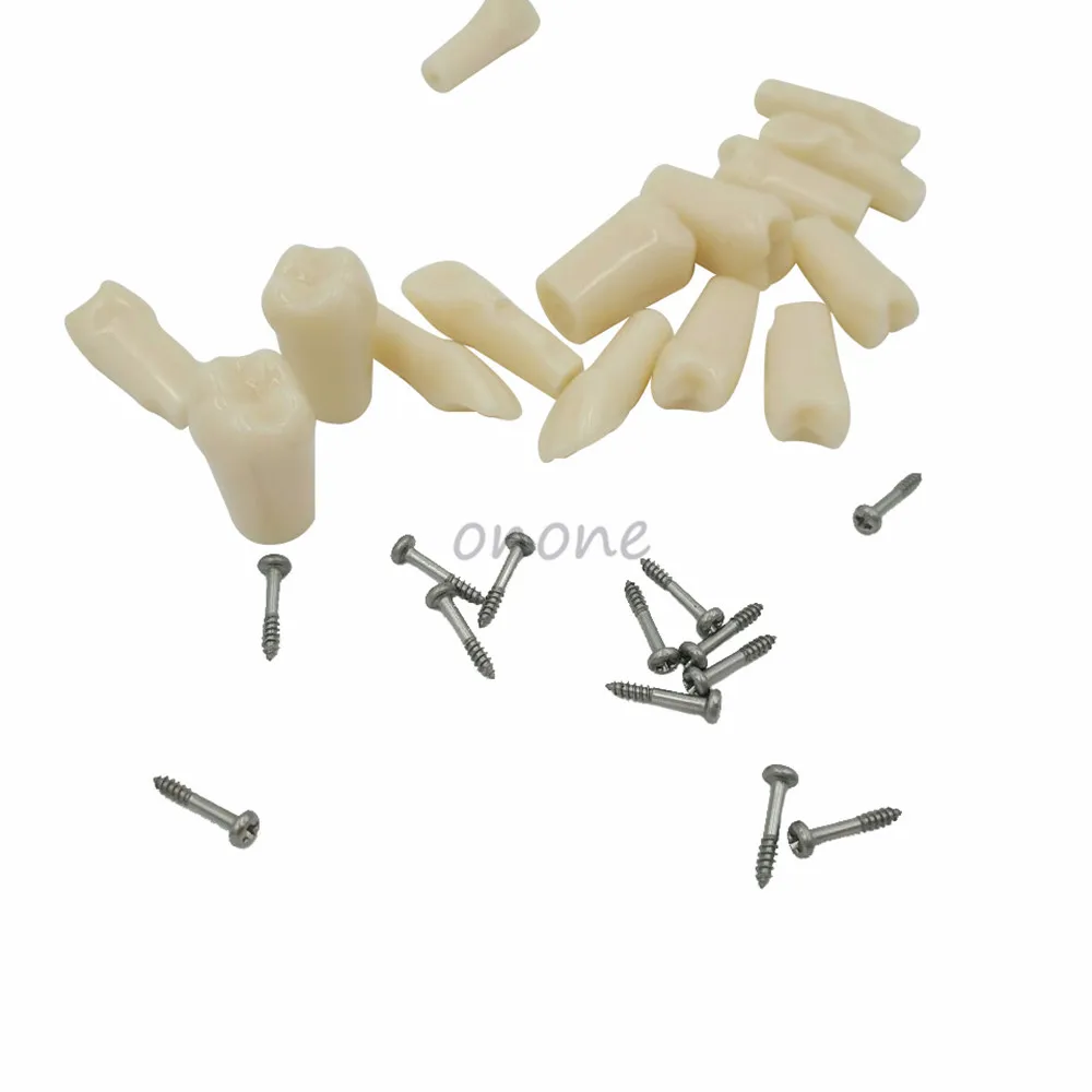 

1Set 28PCS Brand Dental Resin Tooth Plastic Replacement Teeth Teaching Model Dentistry Product Teaching Model Learning Model