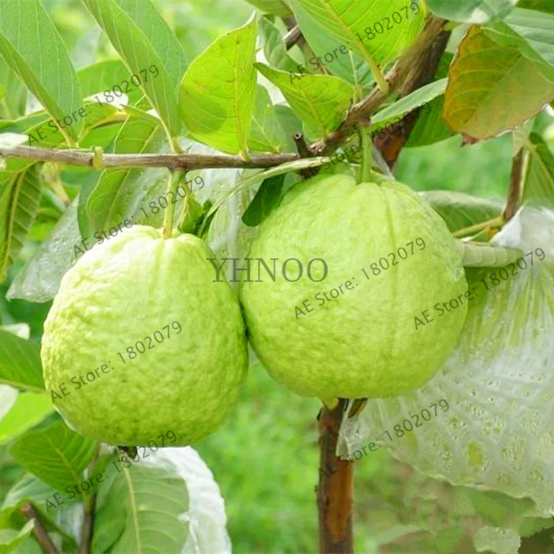 Домашний сад бонсай свежие плоды гуава Psidium Guajava Таиланд, розового цвета, больших свежие фрукты, сладких фруктов, 103 шт./пакет