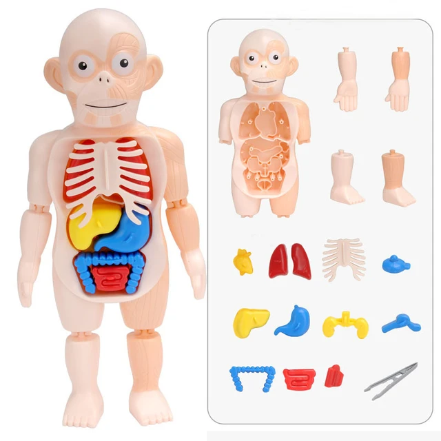 Plastic Human Body Puzzle for Kids Boy Anatomy Play Set Educational DIY Organ Medical Teach Tool 3D Human Body Torso Model Toys 5