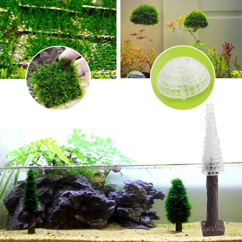 AVAILABLE NOW: Locally Grown Marimo Moss Balls 1cm