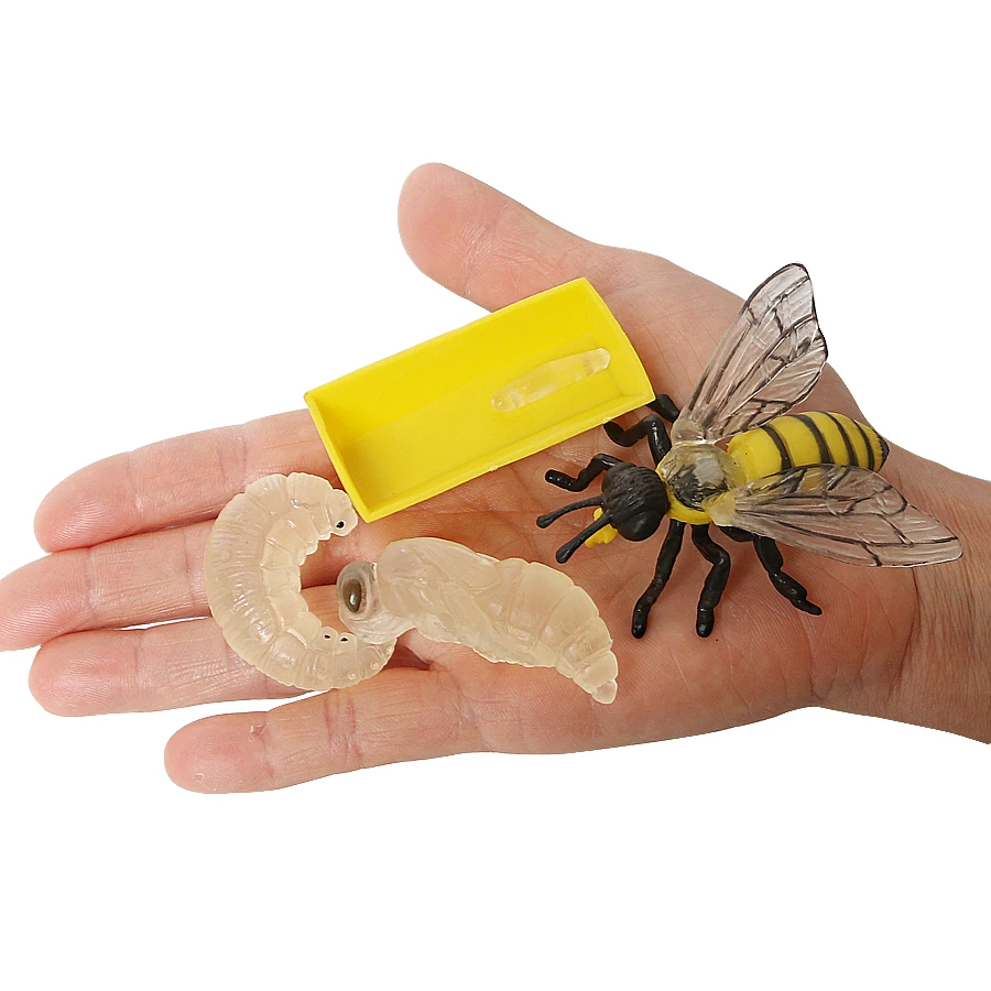 Simulación de insecto abeja crecimiento ciclo modelo estatuilla, 4 piezas Set muestra ciclo de vida de un lindo honeybee miniatura juguetes educativos