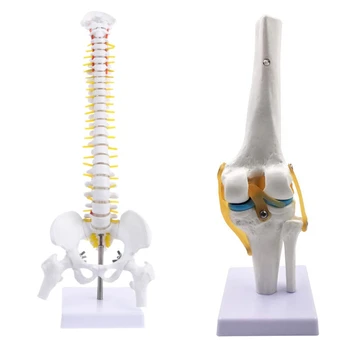 

2 Pcs Human 1: 1 Size Anatomy Flexible Skeleton Teaching Model, Spinal Disc Pelvis Model & Knee Joint Simulation Model