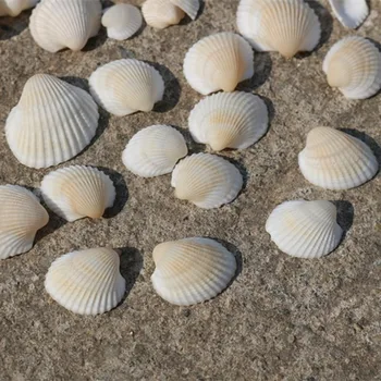 

Natural bird head shell small shell pure white shell home DIY material shell conch candle decoration 500g