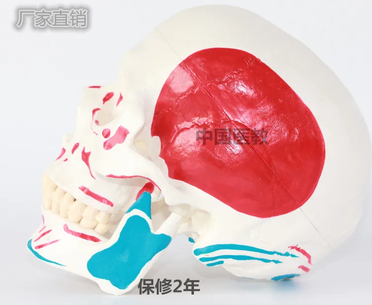 

Human Skull Model Human Skeleton Model Skull Model with Muscle Coloring