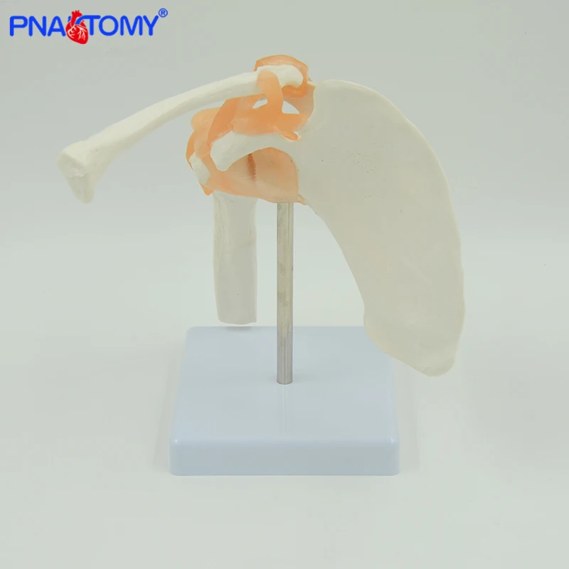 

Life size human shoulder joint model with ligaments and base skeleton model anatomical tool peoplele bone anatomy medical tool
