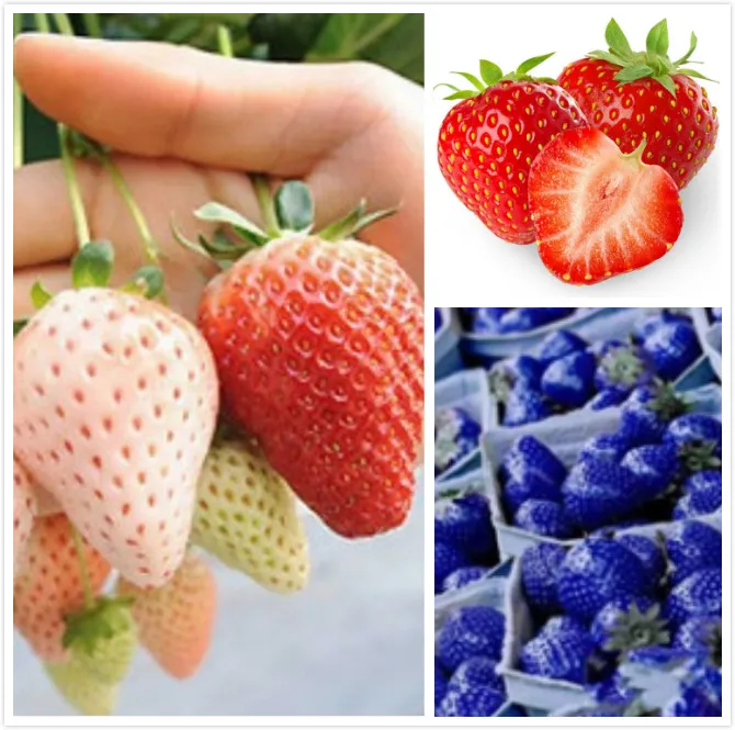 

Multicolor colored strawberry series seeds