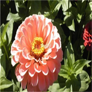 6 Ngryise 2000 шт набор Zinnia elegans - Цвет: 6
