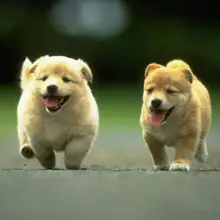 Scy1212 тест IC тонет Non-Sku-1(003