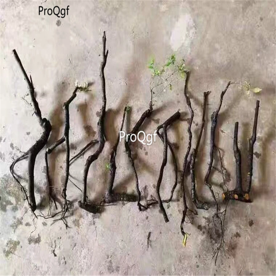 

Prodgf 3Pcs A set Diospyros armata