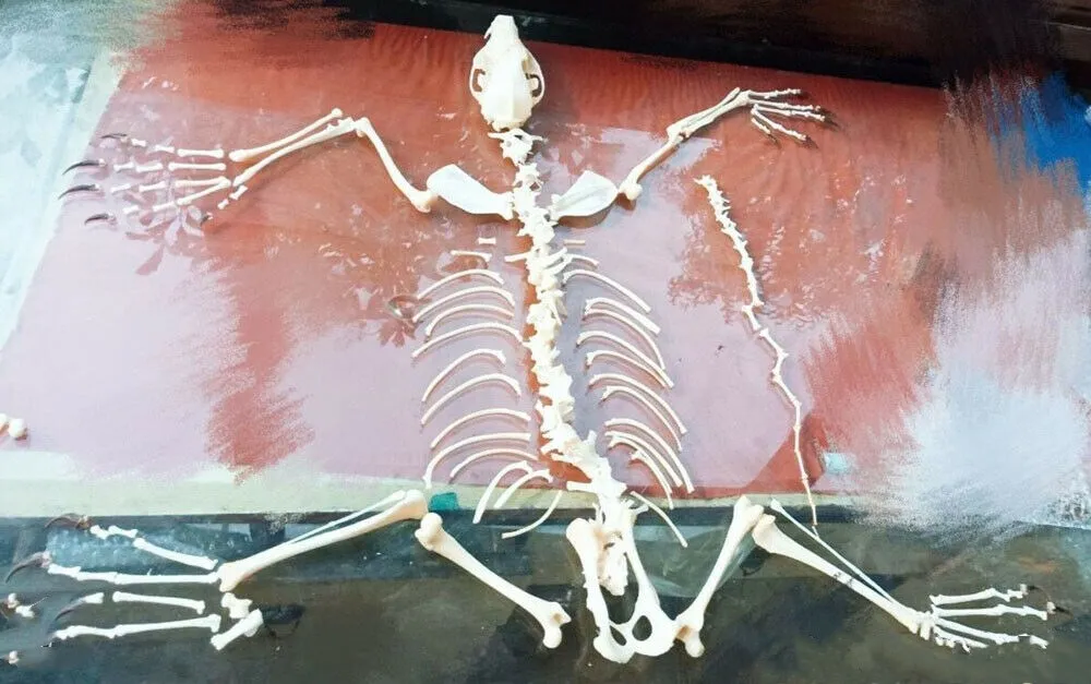 1Pcs Vulpes vulpes Red Fox Silver Fox Cross Fox Skull complete animal skeleton specimen