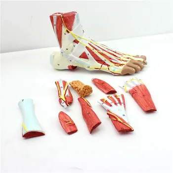 

9 parts 1:1 Life Size Human Foot Joint Muscle Ligament Plantar Anatomical Model Surgery Foot Muscle Neurovascular Model