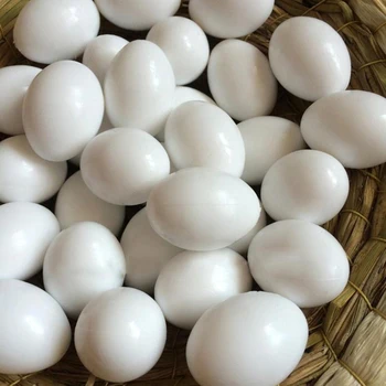 

10Pcs White Solid Plastic Eggs Dummy Fake Eggs For Pigeons Hatch Bird Supplies