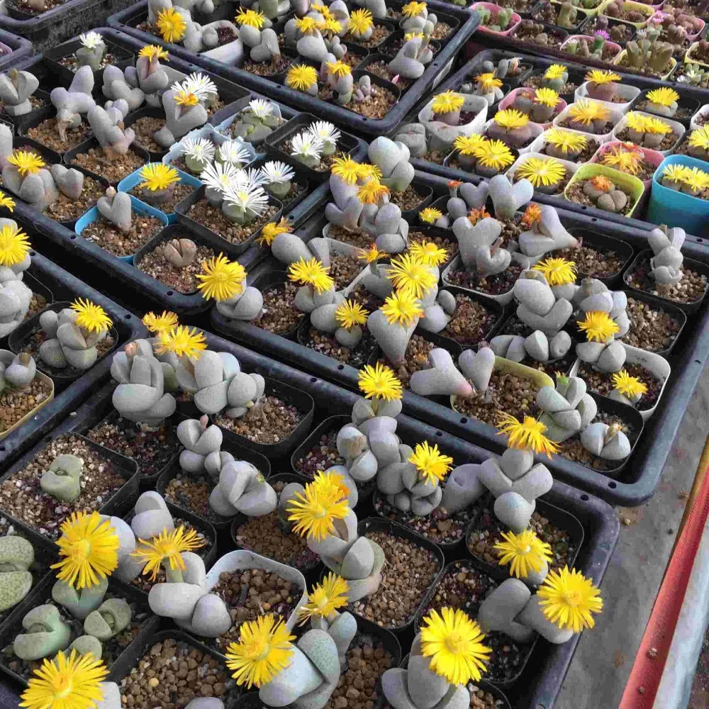 100 шт- настоящие свежие настоящие динозавры wilmotianus succulent Oo~(Huan Yu)~ живые камни PSe-eds
