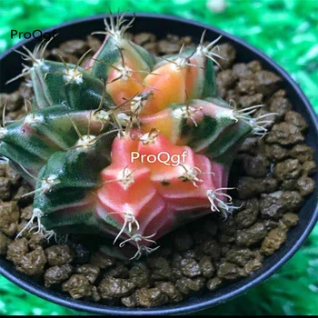 

Ngryise 1Pcs Gymnocalycium mihanovichii random shape