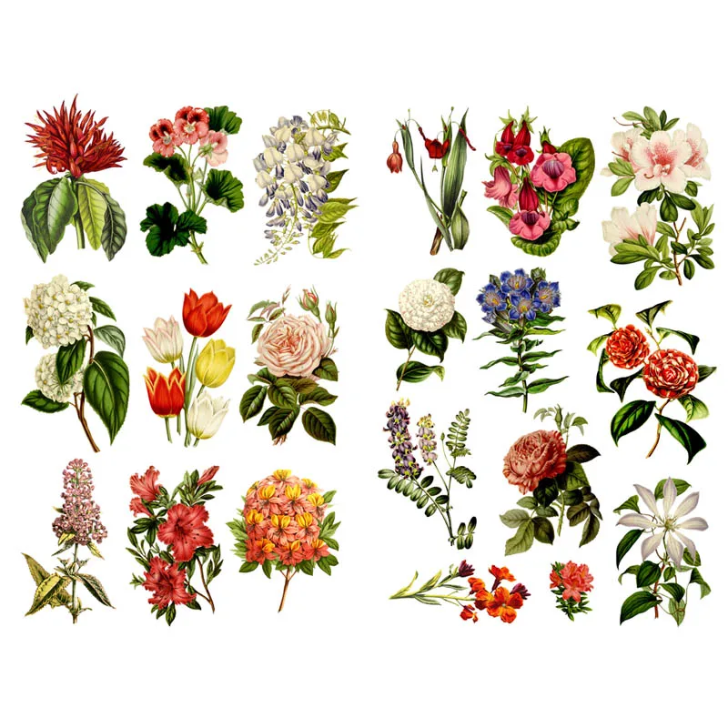 Autocollants de plantes cactus vertes succulentes