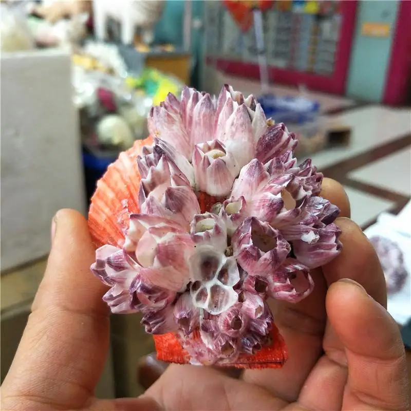 

Natural conch shell scallop shell shaped color 7-13 cm shell decoration large sea shells scallop seashells