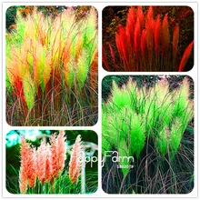 Срок-лимит! 200 шт./упак. пампасная трава кортадерия карликовые деревья, Очень красивые дома садовые растения цветы Флорес