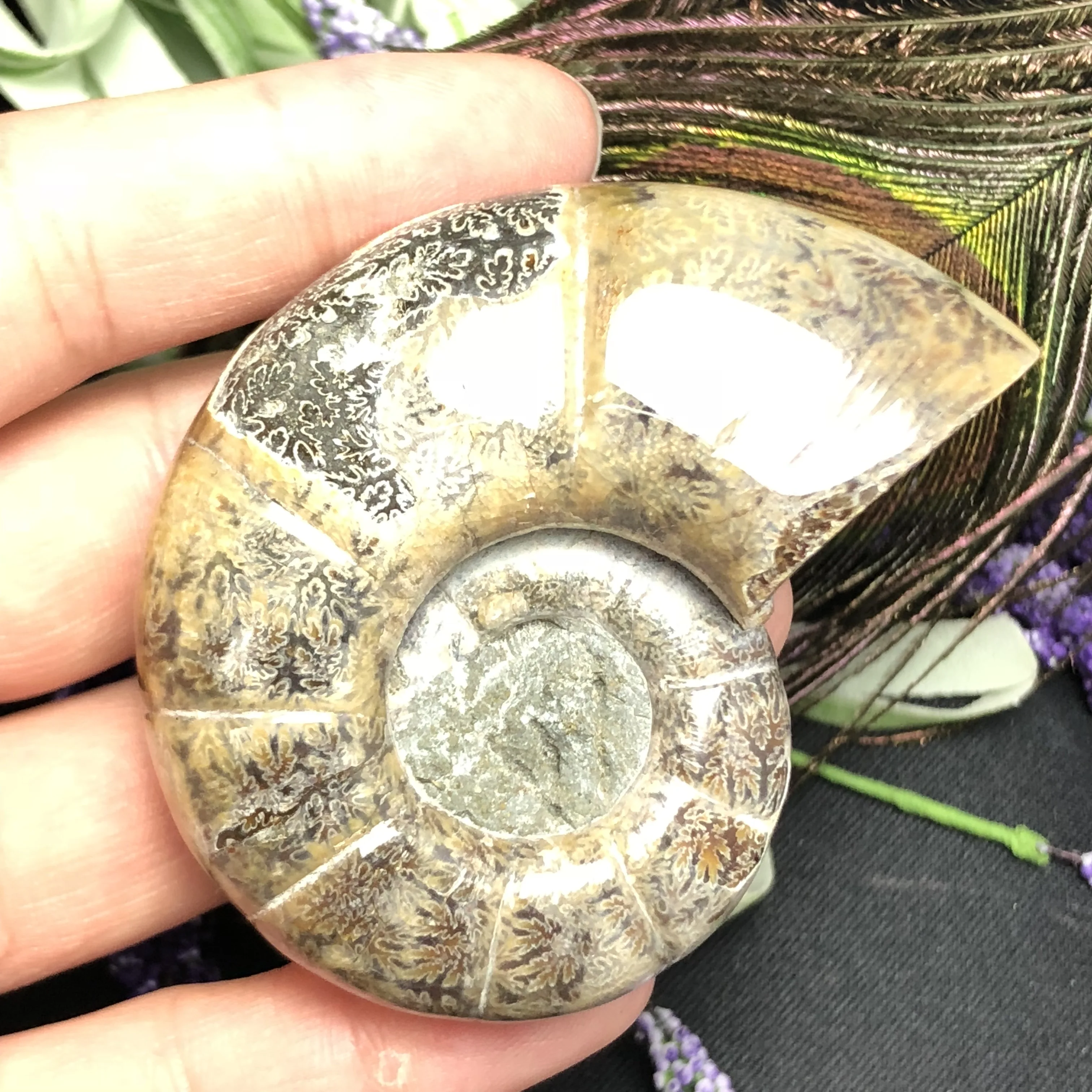 Natural Ancient ammonite Fossil stone Crystal "Goat Horn" Fossil Ammonite madagascar fossil specimen healing