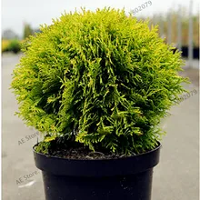 105 шт./пакет микрофлора Decussata Minii Сибирский ковер Cypress туи flores бонсай для дома и сада
