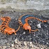 Funny Electronic Pet Remote Control Simulation Giant IR RC Scolopendra Centipede April Fools' Day Tricky Prank Insect Toy Gift 3