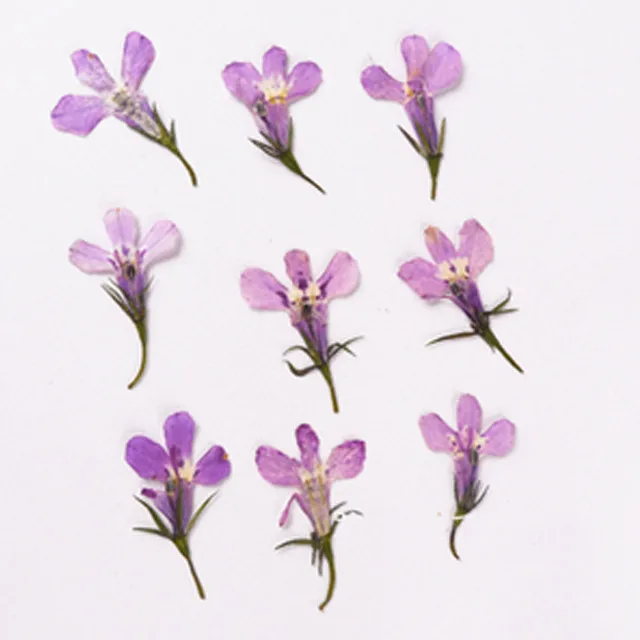 Purple Маленький высушенный прессованный цветок голубой Lobelia настоящие растения для DIY полимерный браслет 120 шт - Цвет: Purple