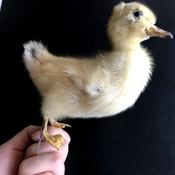 

1pcs Taxidermy stuffing Eurasian Ducks specimen Teaching / Decoration