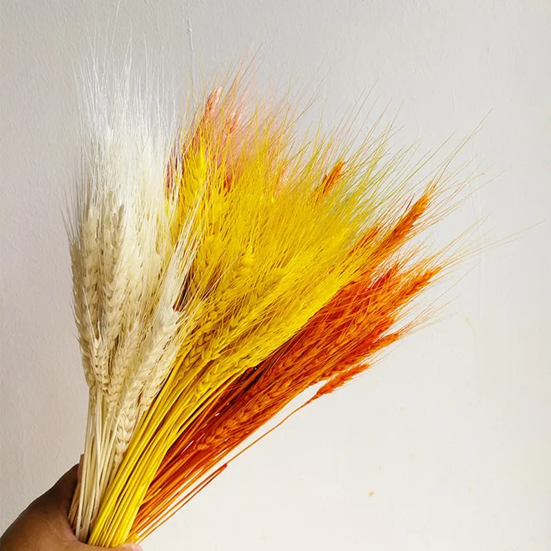 

55-60cm Real Wheat Dried Flowers Wedding Party Decoration Craft Scrapbook Diy Home Decor Plantas Naturales Bouquet Photo Props