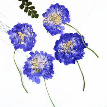 

18pcs/lot,Natural Pressed Blue flowers with stem,DIY Wedding invitations Craft Photo Bookmark Gift Cards,Nail Art Decoration