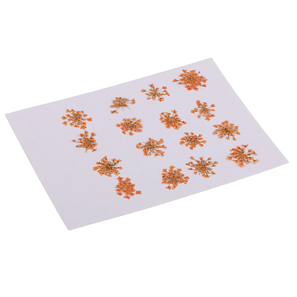 Pressed Dried Flower Flesh Flower DIY Art Decor Craft Phone Case Decor 16pcs