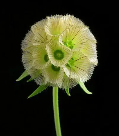 50 шт. свежий настоящий Scabiosa atropurpurea flower S - Цвет: 1