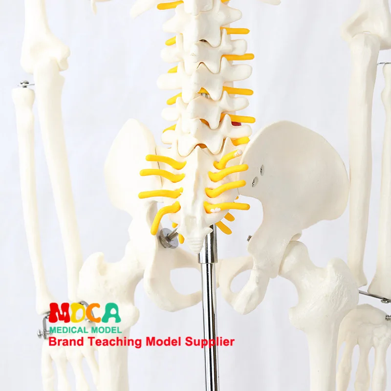 85cm Pillar Type Human Skeleton Spinal Nerve Model Medicine for Yoga Fitness Teach Learning Bone Model