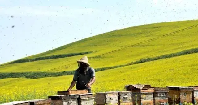 Высококачественный пчелиный улей King Frames коробка для пчеловодства, улей, пчеловодства