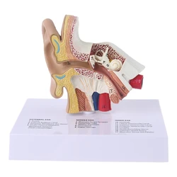 Modelo de oreja humana de tamaño real, herramienta de enseñanza de la anatomía científica, 1,5 veces