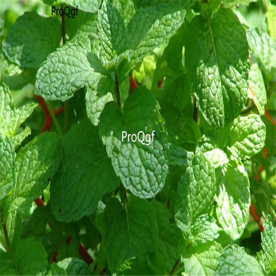 Ngryise 3000 шт набор Mentha spicata