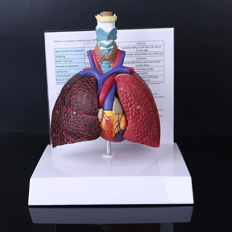 

Life Size Human Lung Model Anatomical Respiratory System Anatomy for School Science Resources Study Display Teaching Tool