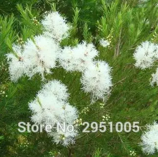 20 шт. Австралийское чайное дерево/Melaleuca Alternifolia/цветок бонсай завод DIY освежающие растения для дома и сада# A004