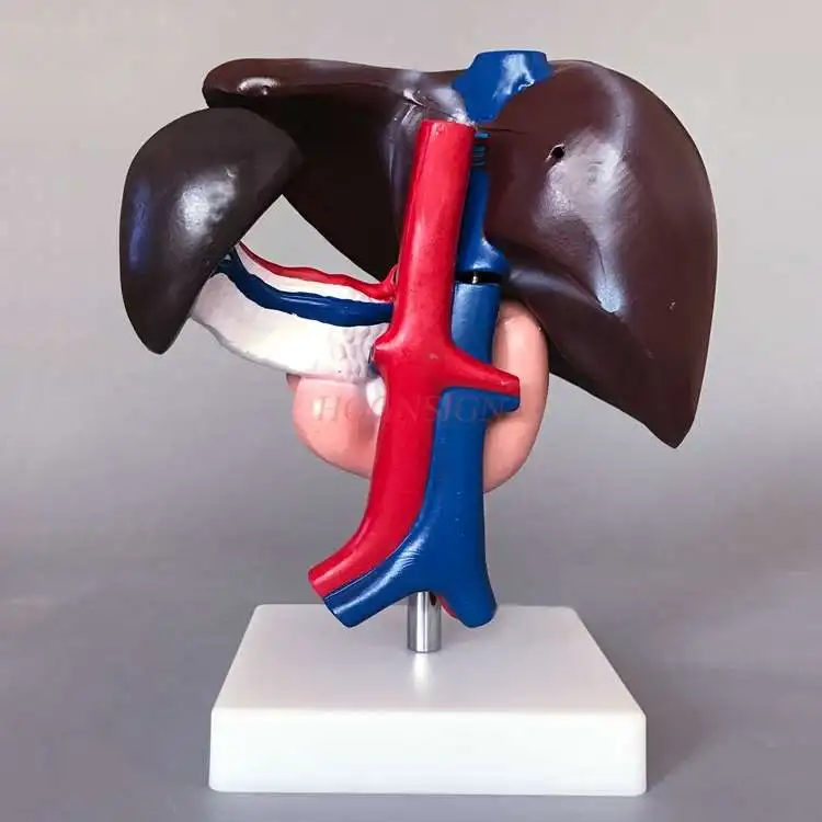 Hepatopancreas и модель двенадцатиперстной кишки печени и селезенки сосуды поджелудочной железы артериовенозный структура пищеварения
