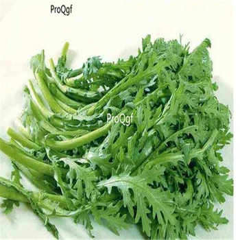 

Ngryise 3000Pcs Chrysanthemum coronarium