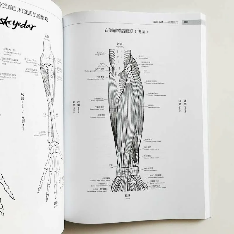 Musculoskeletal Anatomy Coloring Book Bilingual Chinese And