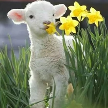 Маленькая овечка цветы 5D алмазная живопись полный квадратный домашний декор ремесла животная мозаика Стразы картина прямо с фабрики на заказ