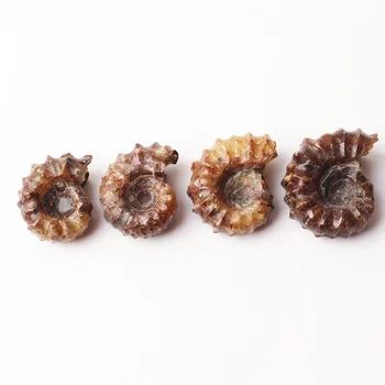 

1PC Natural Ammonite Fossil Mineral Specimen Collection Gift From Madagascar