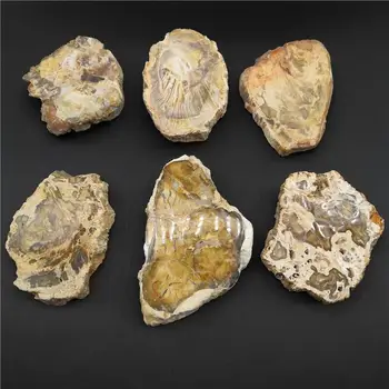 

Natural wood fossil slice woody jade stone agate stone coaster landscape piece mineral specimen Feng Shui ornaments