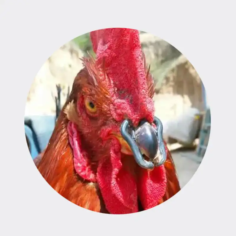 100 pces boca de frango snap anel alternativas aos óculos de frango grande 35mm pequeno 30mm gaiola que coloca galinha faisão grande galo