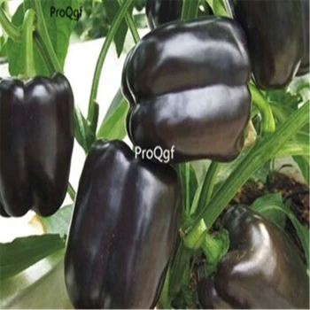 

Ngryise 5000Pcs A Set Black Lantern pepper