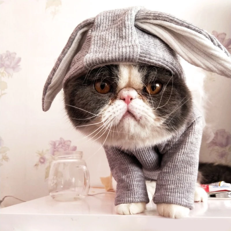 Супер милая одежда для домашних животных, котов, кроличьих ушек, котенка, жилет, рубашка для собак, подходит для длинных и коротких волос, одежда для кошек, дышащая, моющаяся