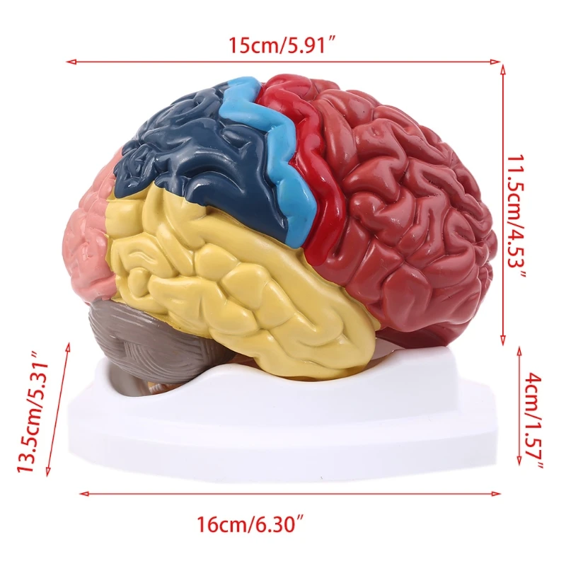 Life Size Human Brain Functional Area Model human brain model For Science Classroom Study