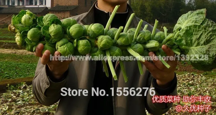 100 шт Высокое качество Brassica oleracea P-semillas-органические овощные наборы